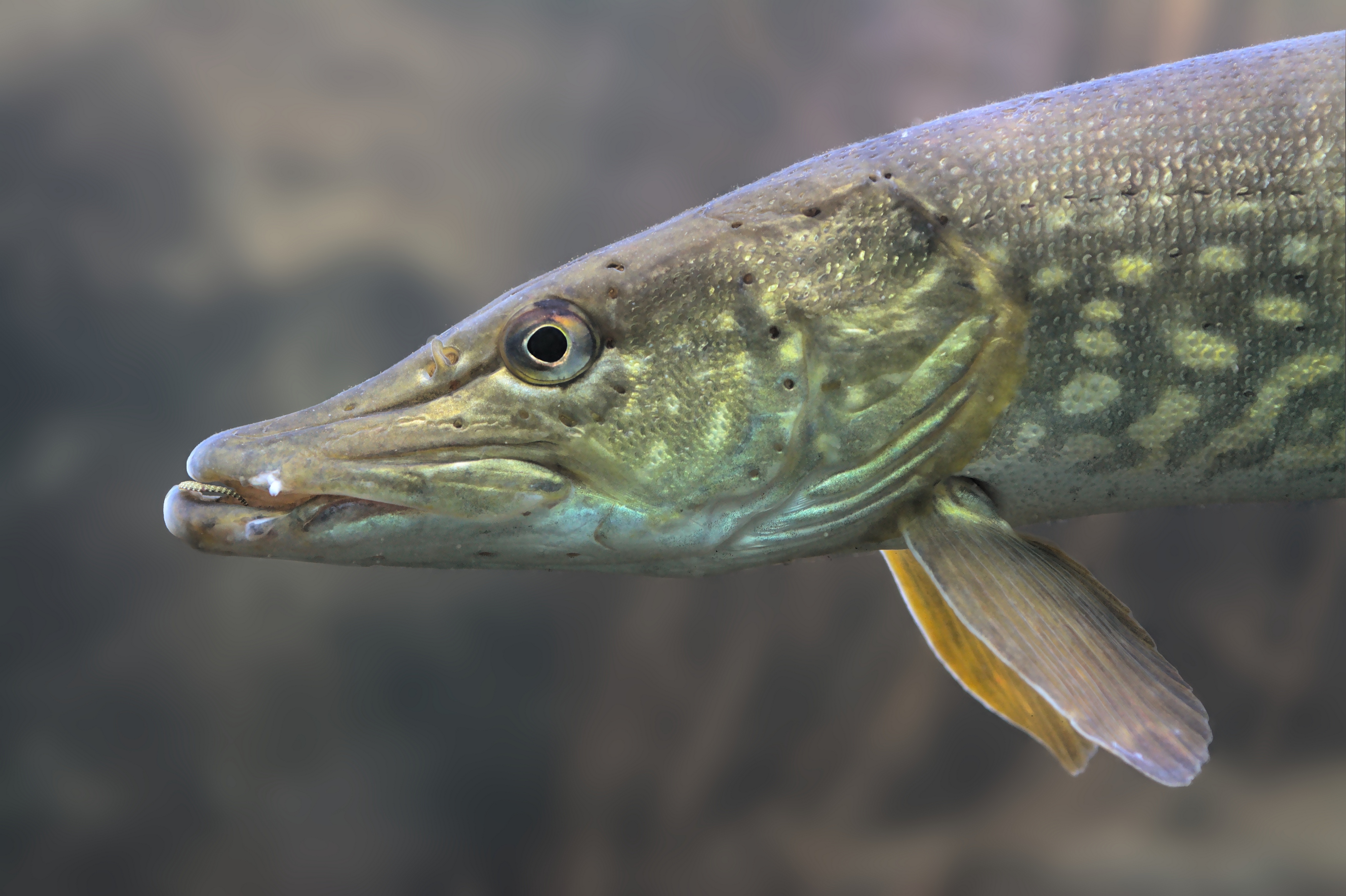 Esox lucius Linnaeus, 1758